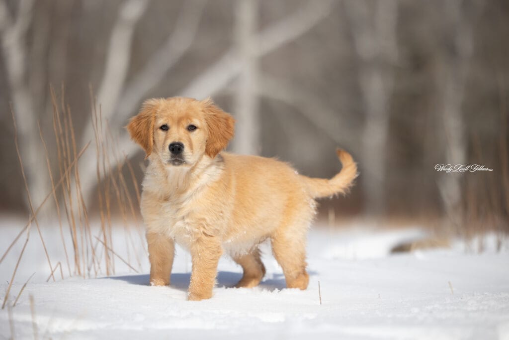 new puppy playing in a field