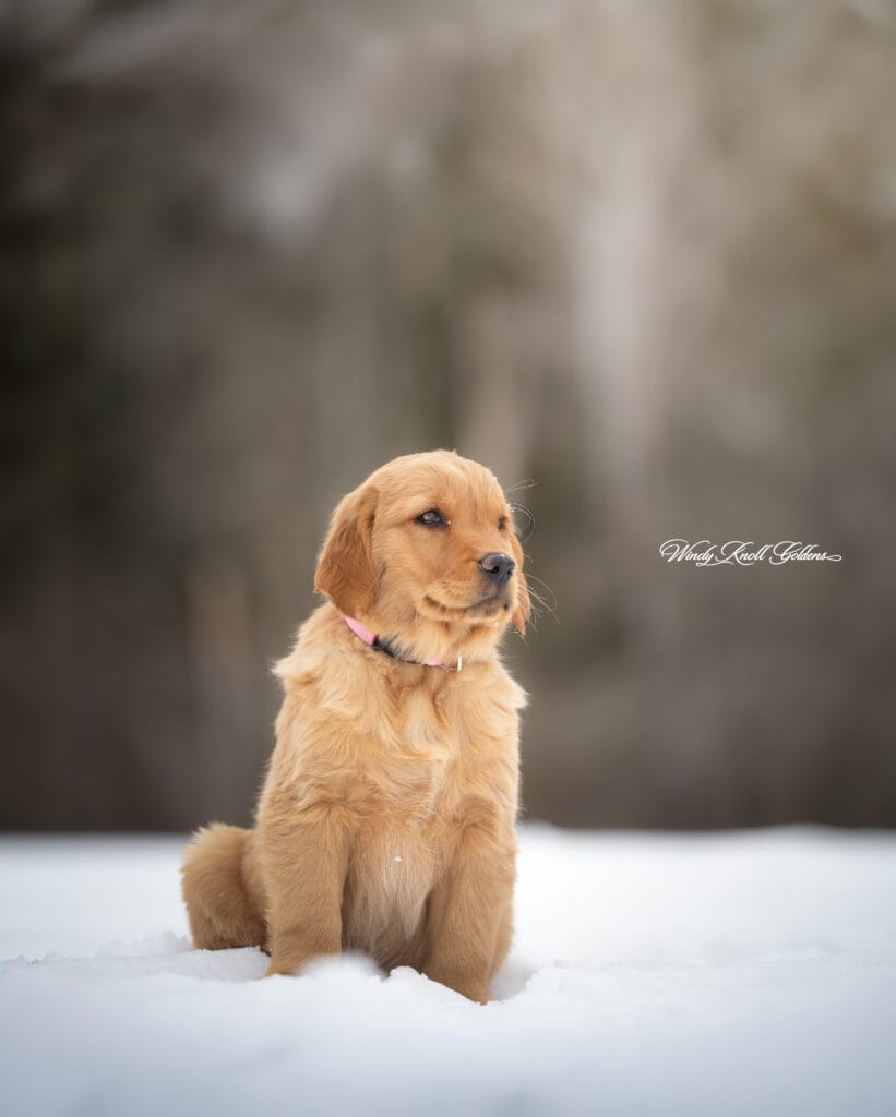 puppy in maine