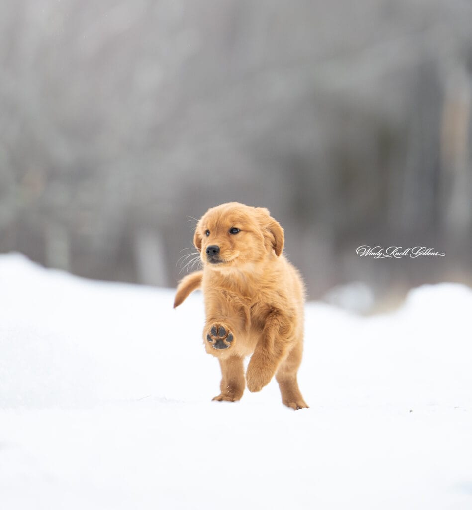 Maine Golden Retriever Puppy Playing In The Snow