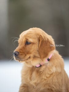 AKC Golden Retriever Puppy In Maine