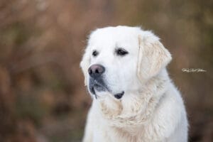 English Cream Golden Retriever