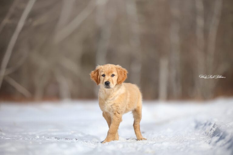 springtime fun with the puppies in maine