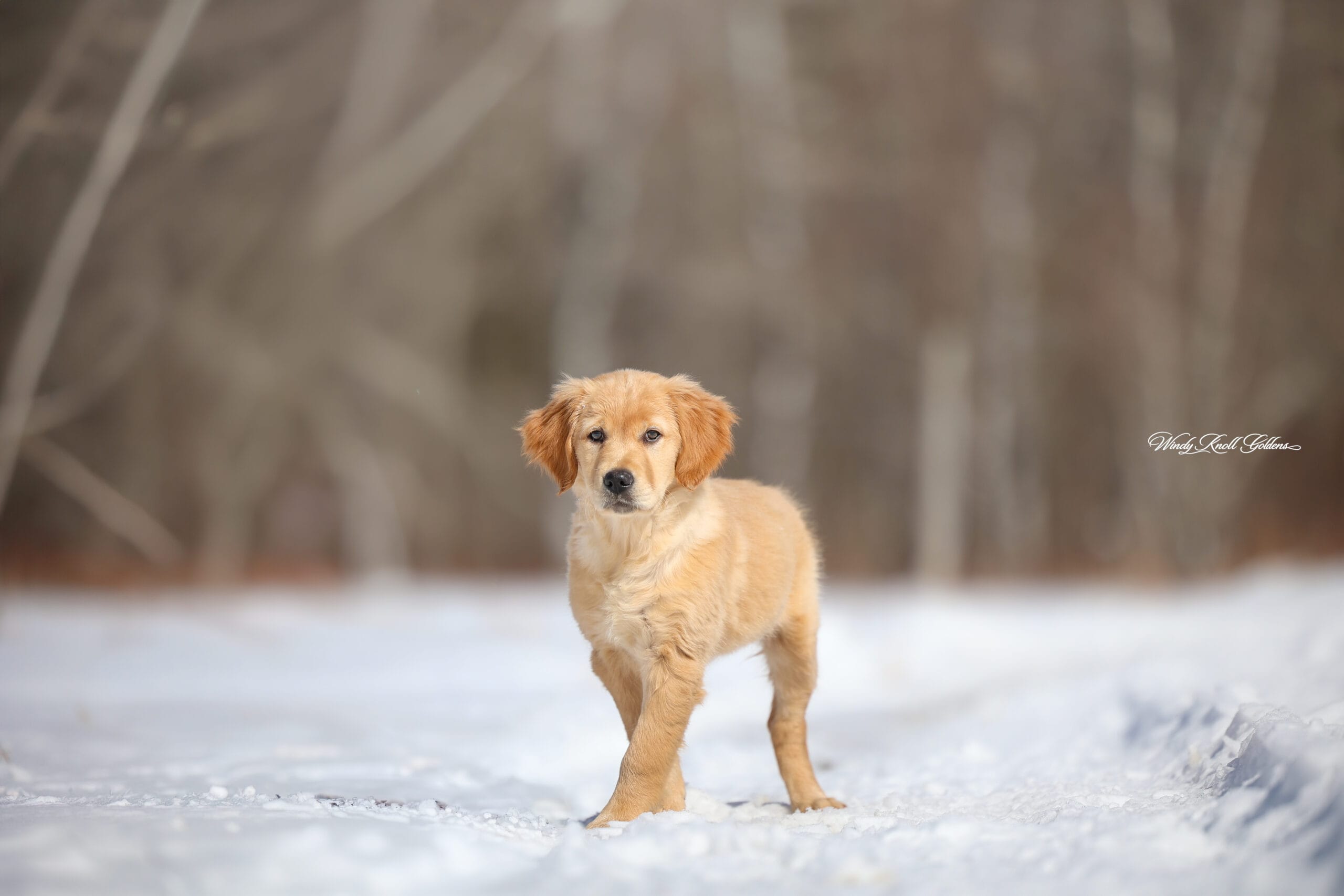 springtime fun with the puppies in maine