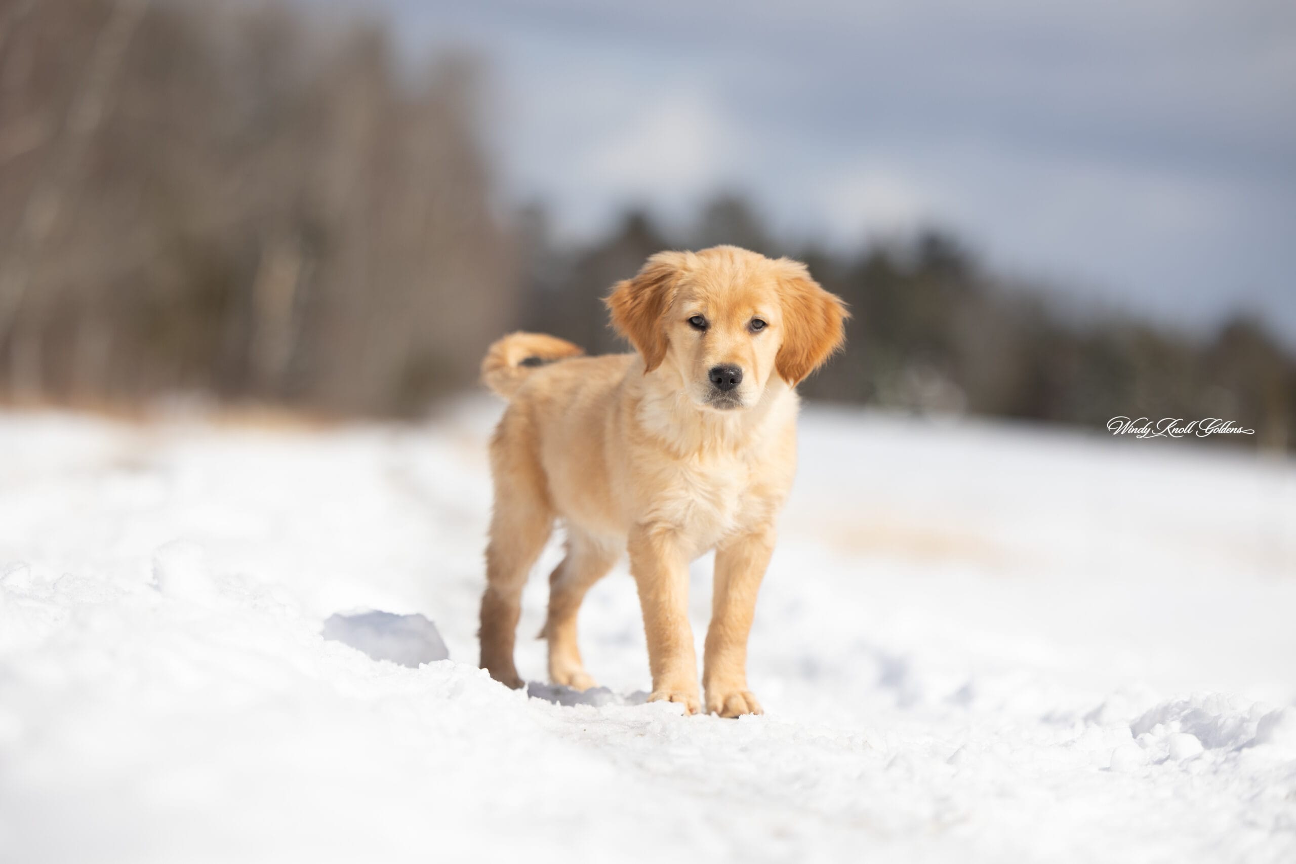 puppies playing in spring in maine