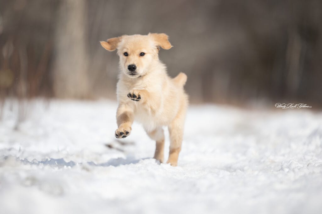 Golden puppy shedding playing health
