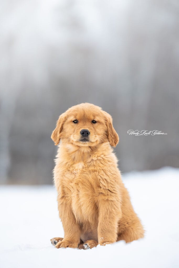 Maine Golden Retriever Puppy