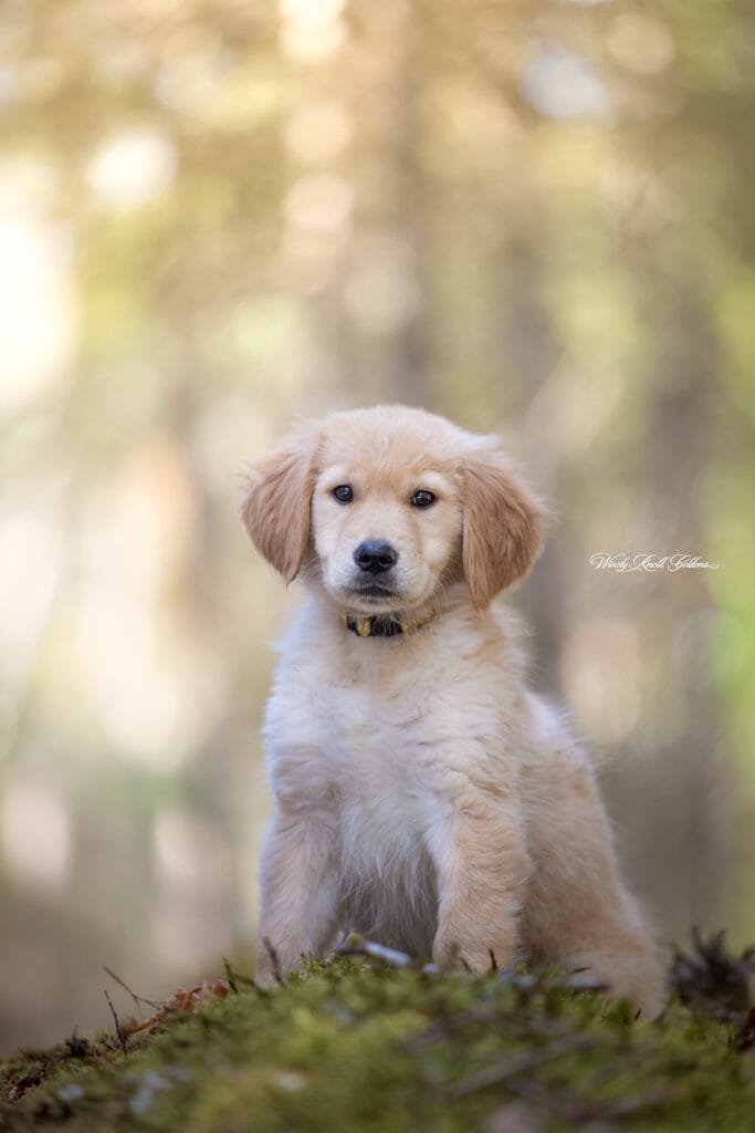 Golden Retriever Puppies in Maine on a walk