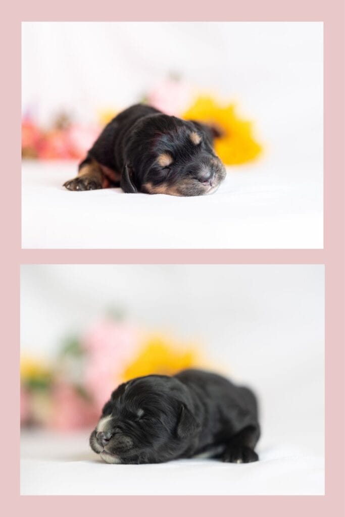 Golden Mountain Dog Puppies In maine