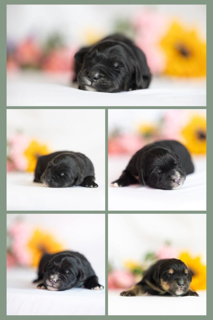 Golden Mountain Puppies