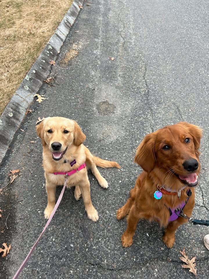 6 month old golden retriever therapy dog puppy