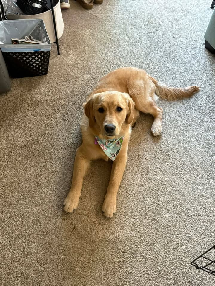 New puppies born to Lucy and Henry golden retrievers