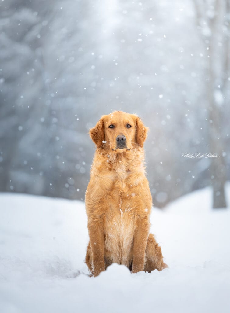 Lucy golden retriever expecting new puppies