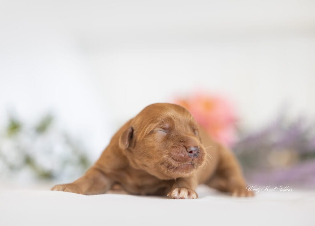 puppies sleeping on a blanket