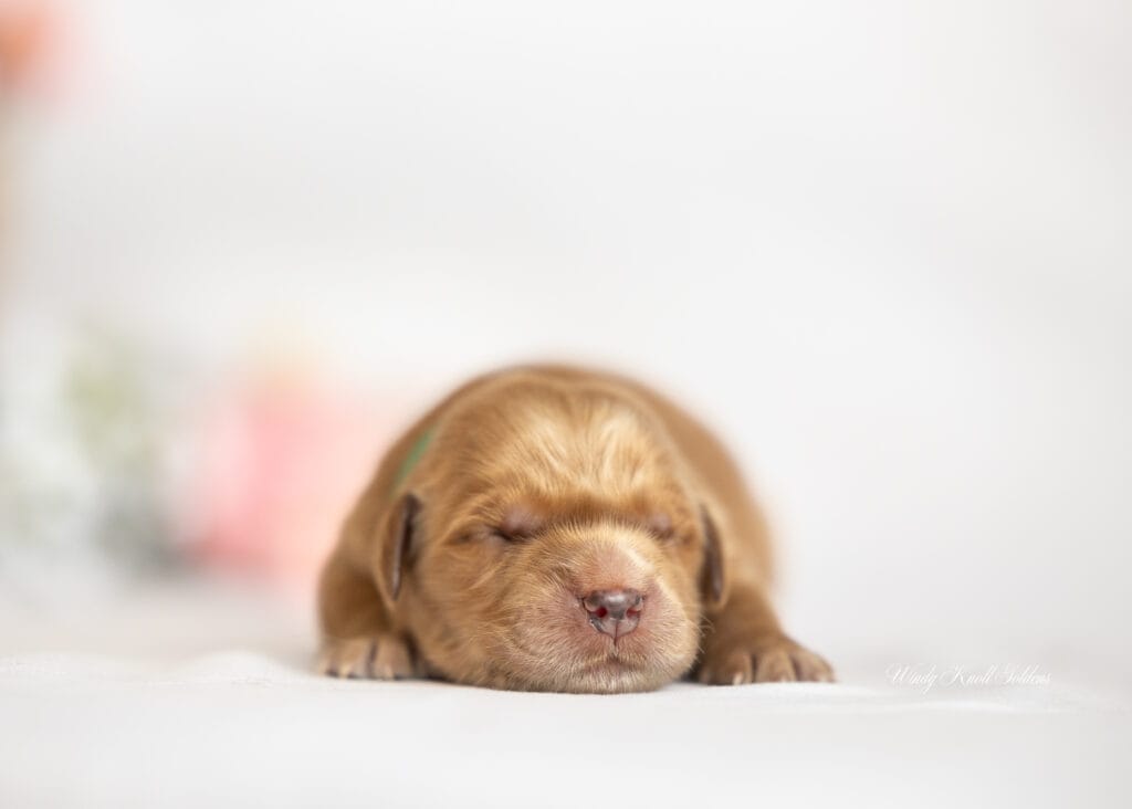 new puppies in maine