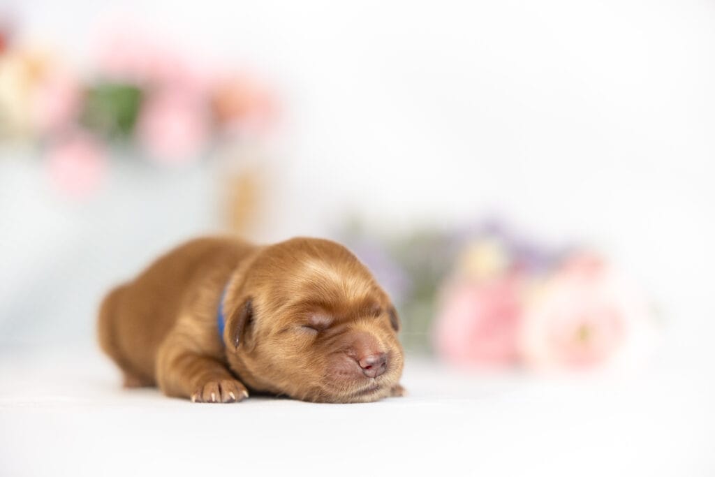 Golden Retriever Puppies For Sale in Maine