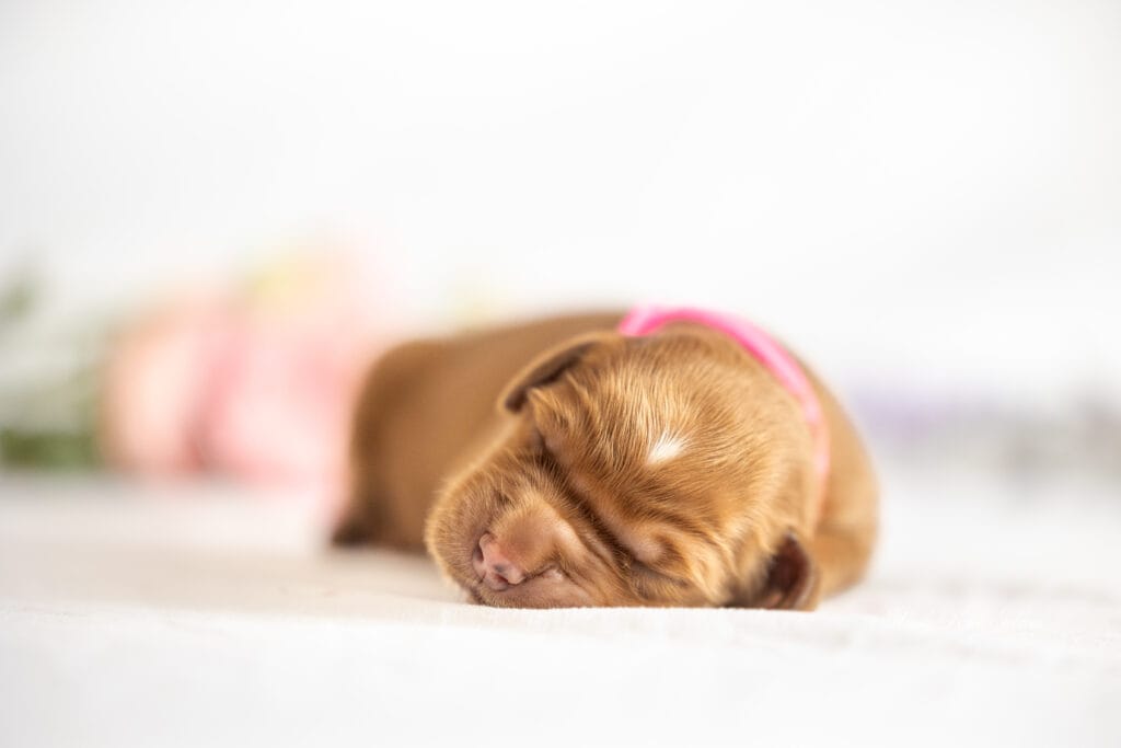 Golden Retriever puppies sleeping
