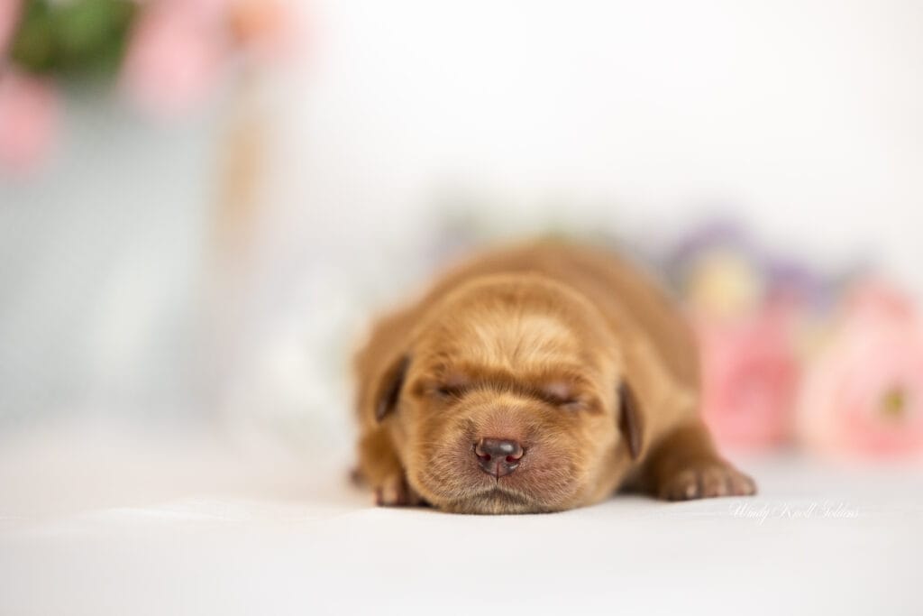 Golden Retriever Puppies posing for photos