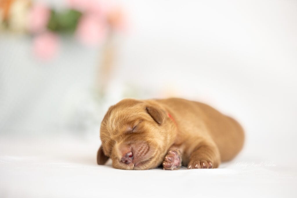 Golden Retriever puppies sleeping