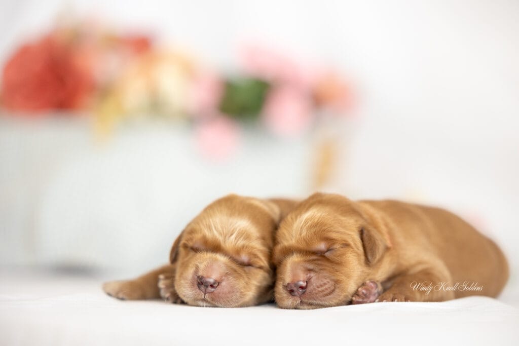 little ones puppies