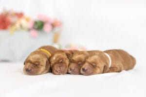 newborn puppies sleeping on a blanket