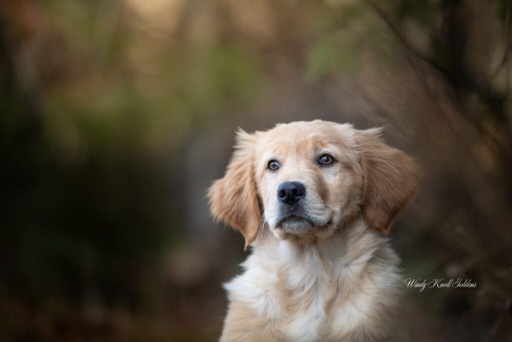 new photos of a golden puppy in the woods