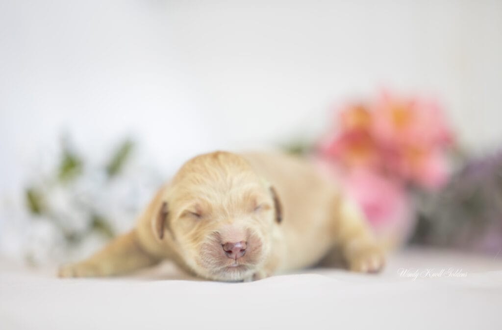 tiny golden retriever puppy