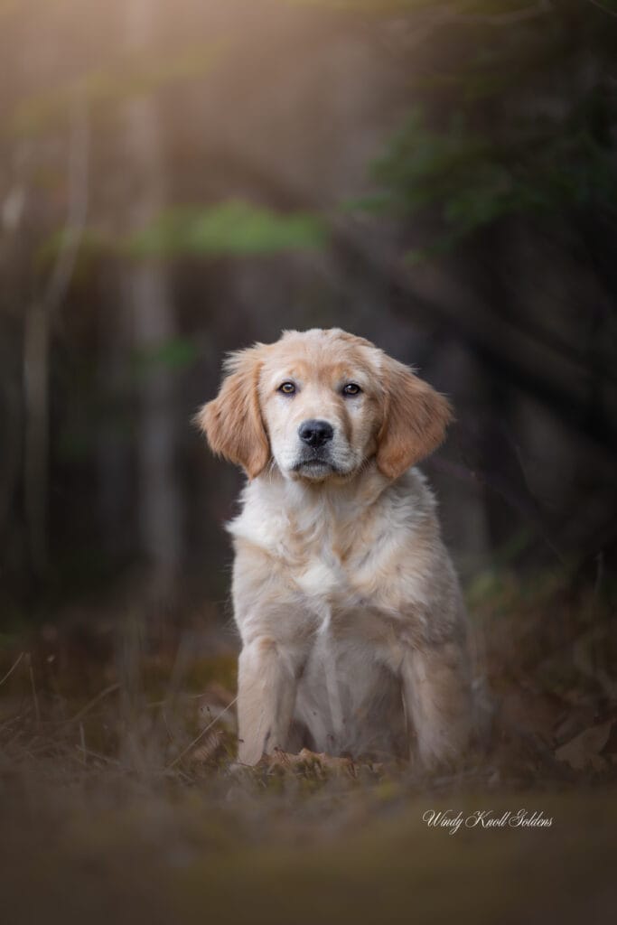 Golden Retriever Puppy posing for new photos in the woods
