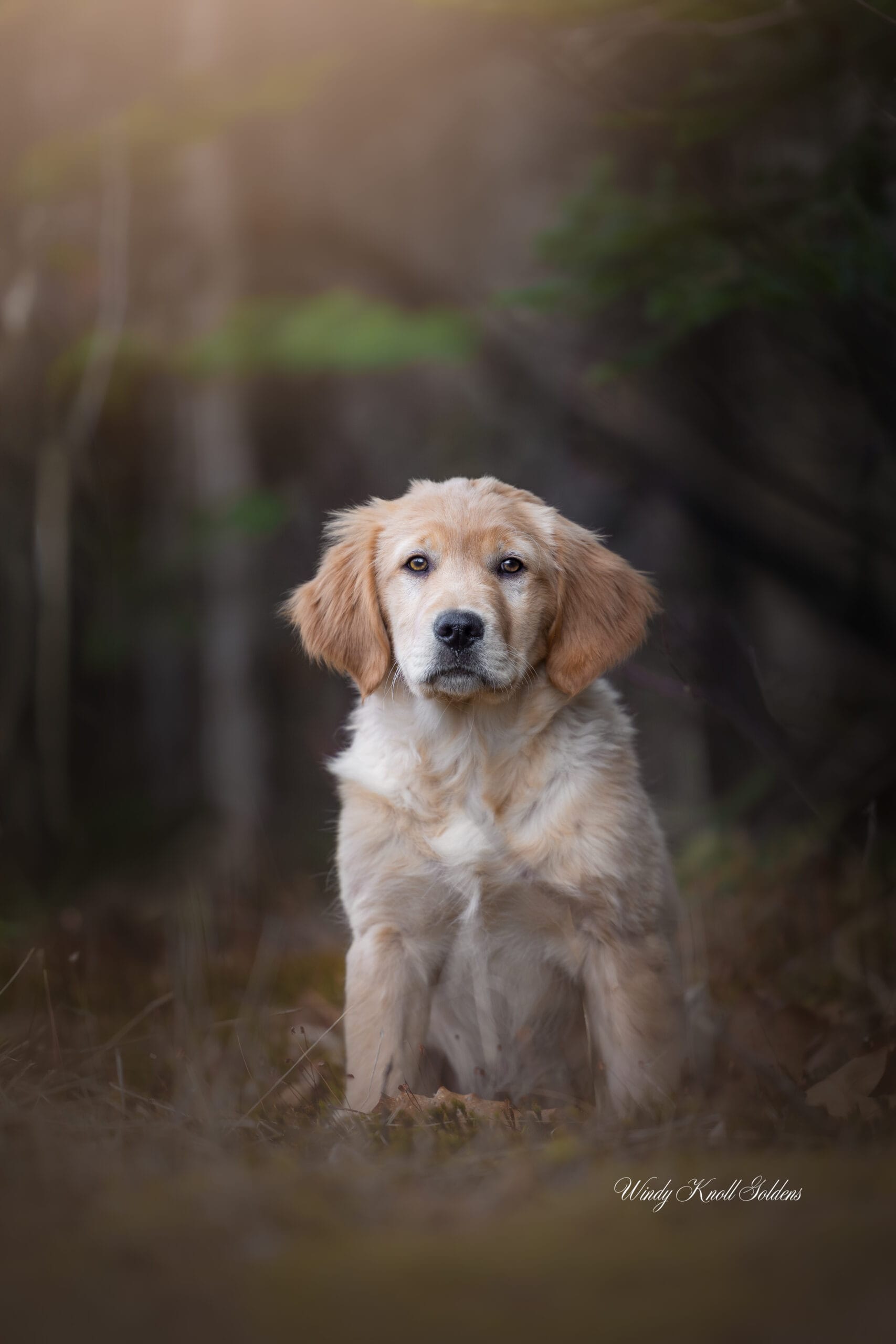 Maine Golden Retriever Puppy