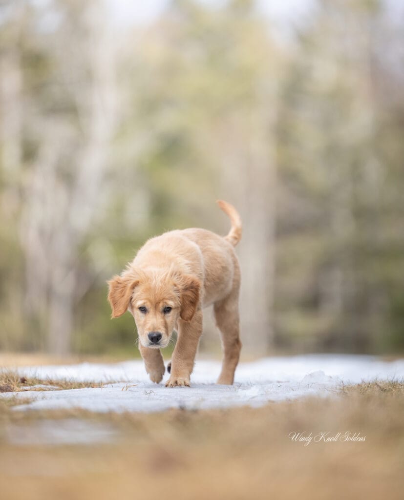 calm puppies
