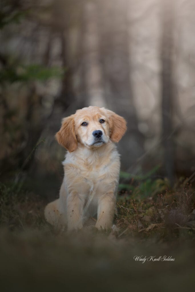 new puppy photos