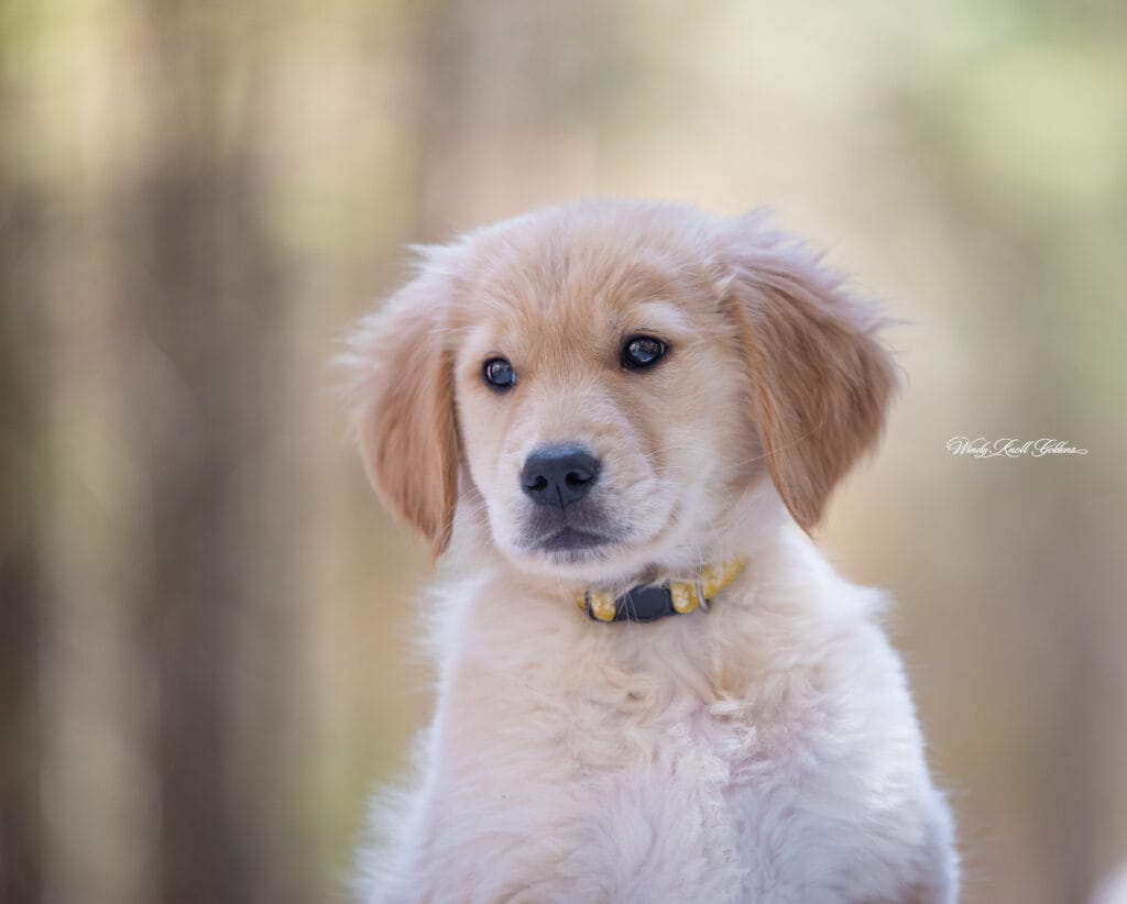 Cute Golden Retriever Puppy on a walk