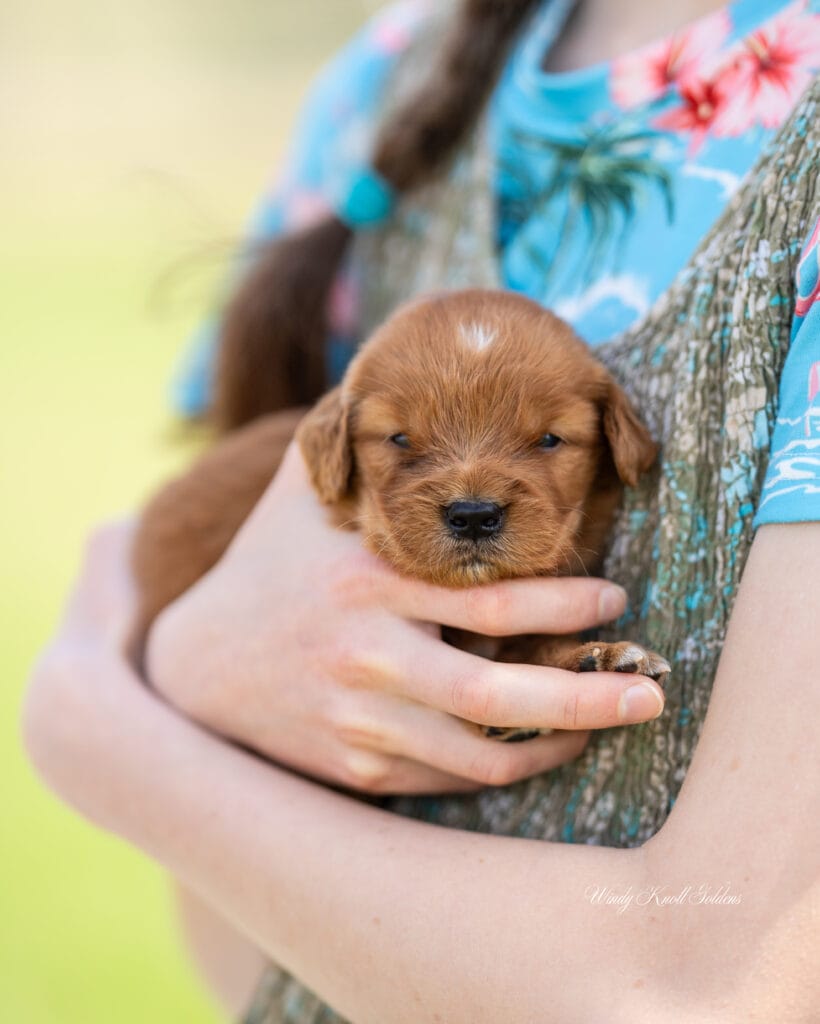 Golden Retriever puppies 3 weeks old