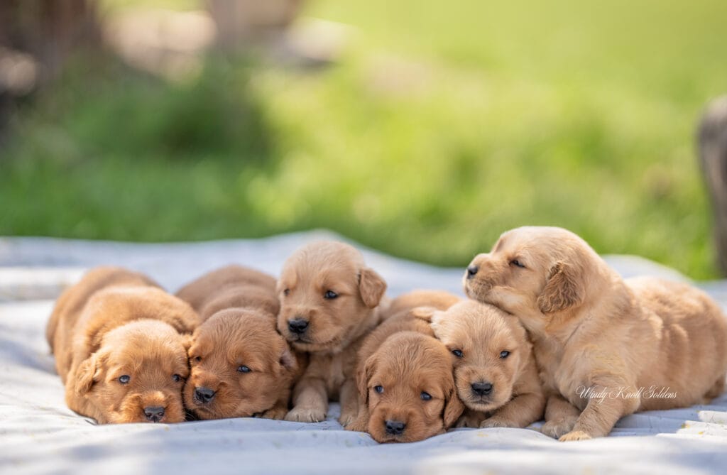 puppy snuggles in the sun
