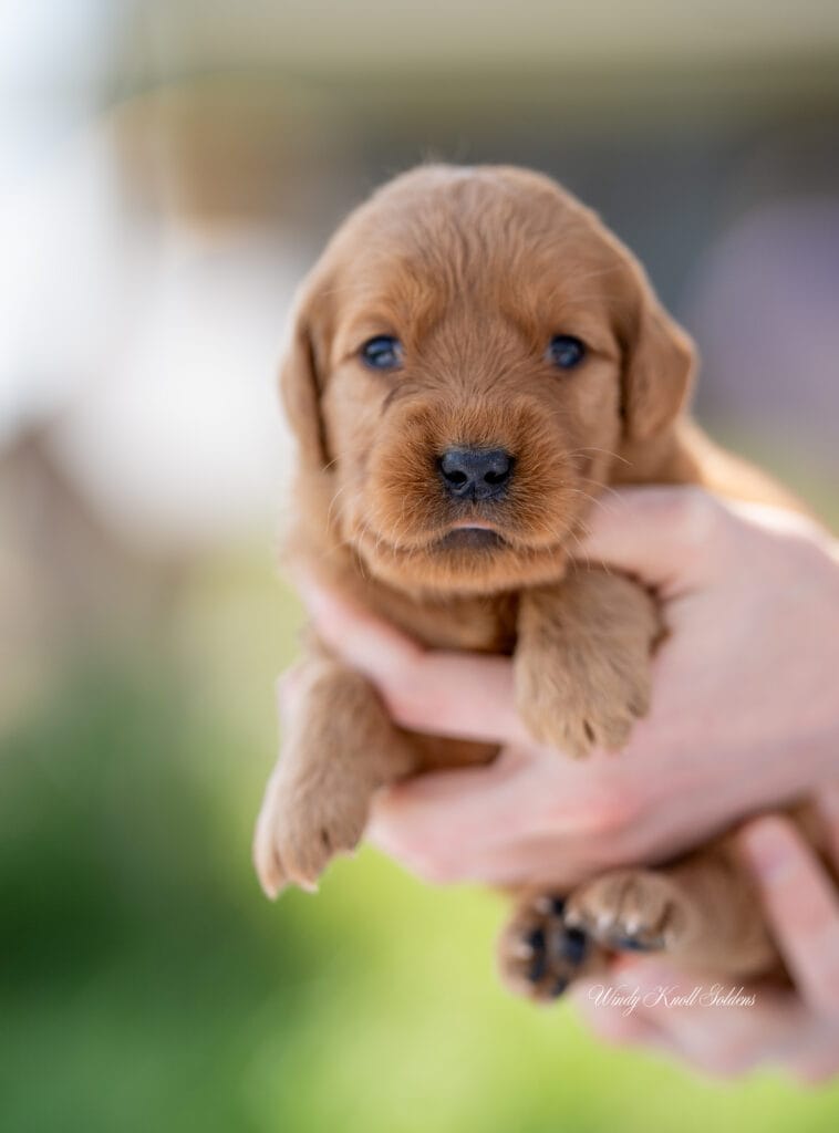 puppy snuggles