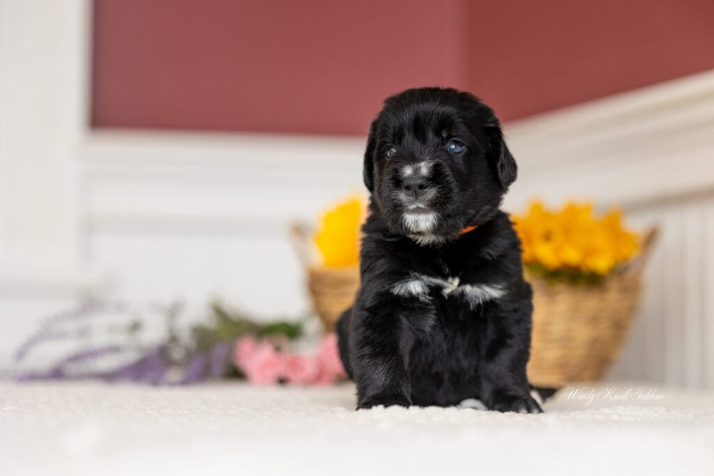photos of Golden Mountain puppy in Maine