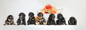 Golden Mountain Dog puppies all lined up for photos