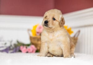 Cute Golden Retriever Puppies In New England