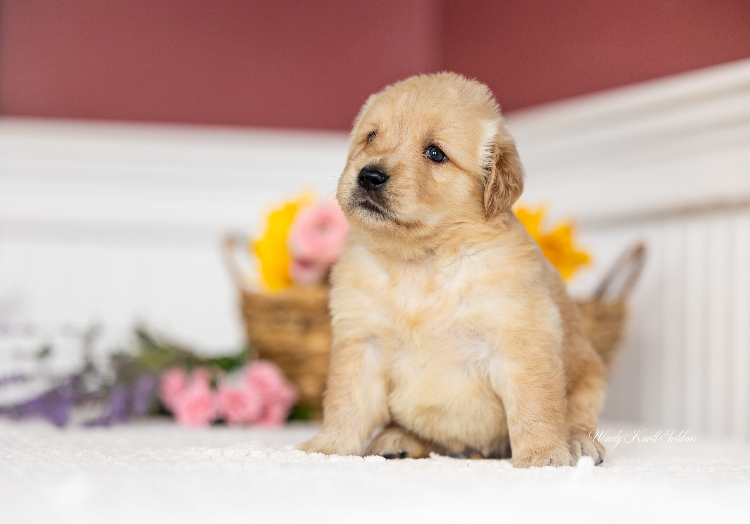 Cute Golden Retriever Puppies In New England