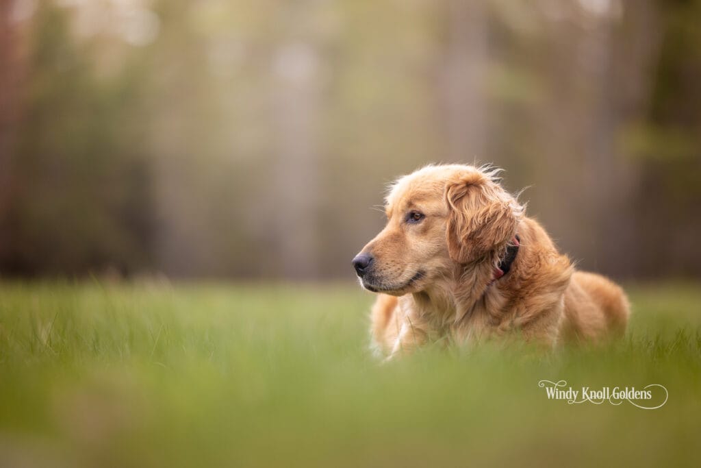 Rosie, a honey coloured Golden Retriever at Windy Knoll Goldens in Bradford, Maine