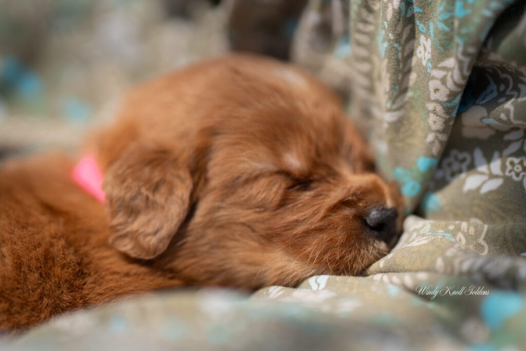 cute golden retriever puppies three weeks old