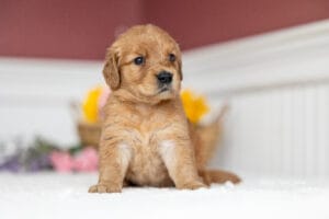 golden puppies in maine