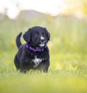 Cute Golden Mountain Dog in New England