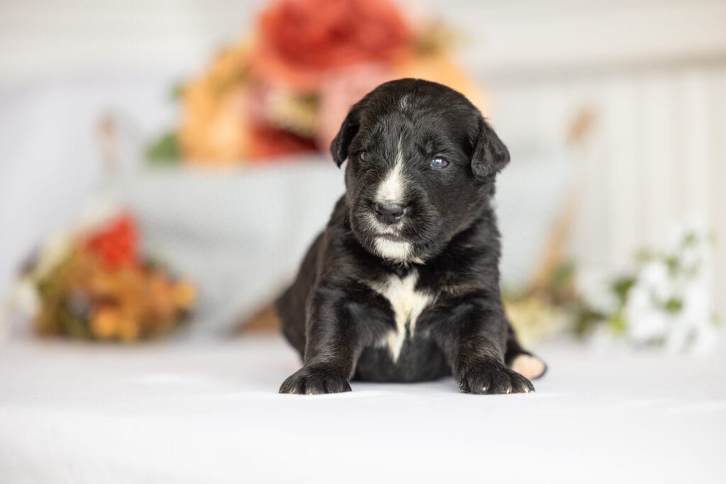 Golden Mountain Puppy posing for a photo