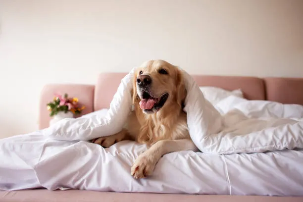 Golden Retriever Life Expectancy Golden Retriever laying on a bed