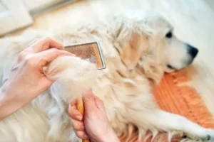 Golden Retriever shedding getting it's coat brushed out