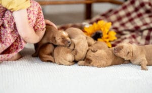 new puppies in maine