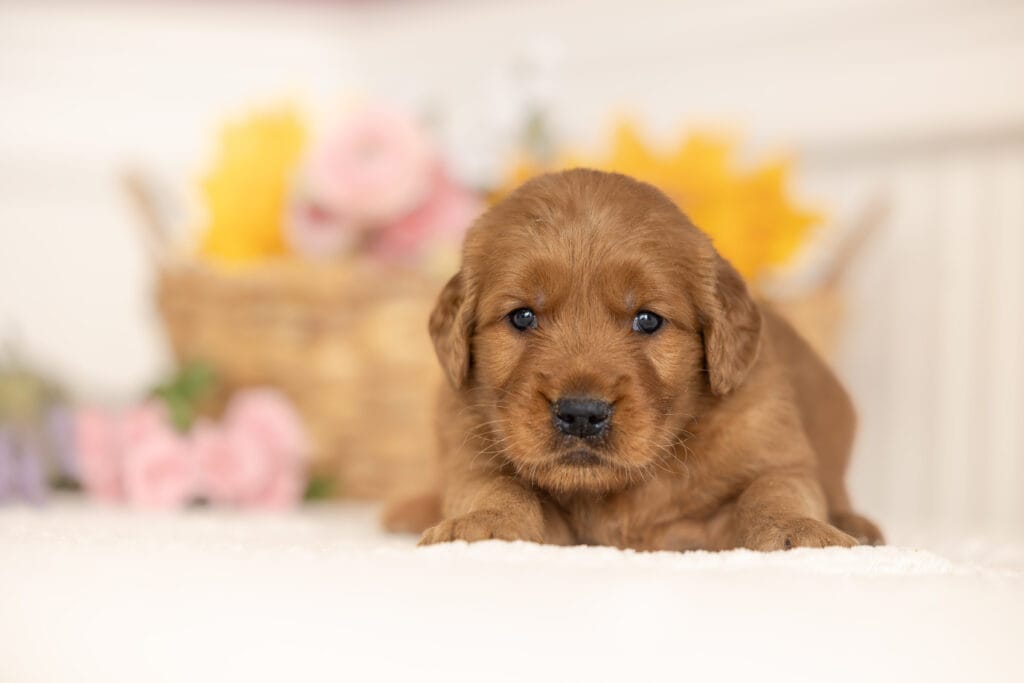 cute puppies posing for photos on a white blanket