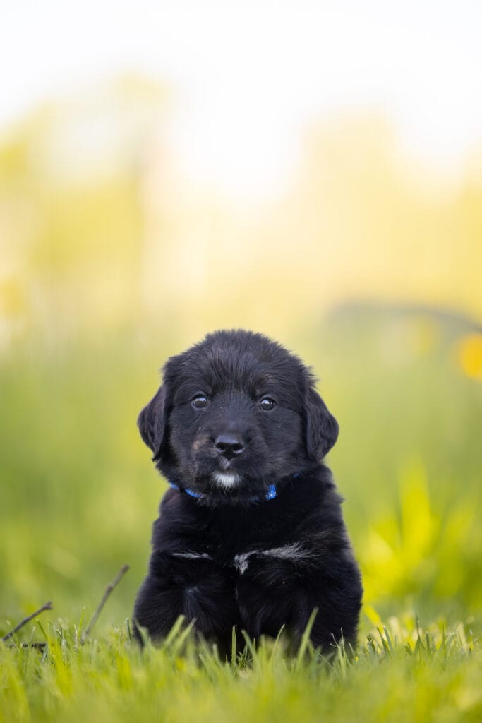Black Golden Mountain Dog in Maine