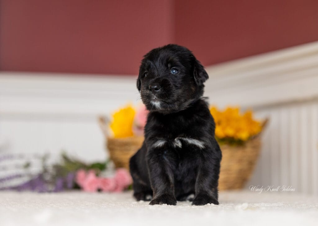Golden Mountain Puppies In Maine
