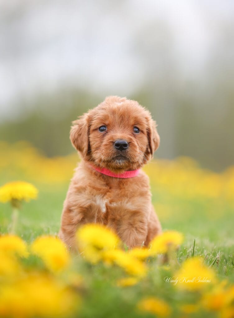Golden Retriever Puppies